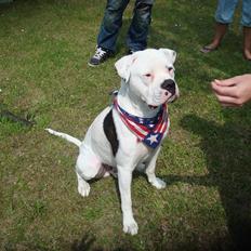 Amerikansk bulldog Ollie