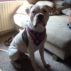 Amerikansk bulldog Ollie