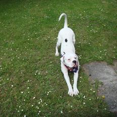 Amerikansk bulldog Ollie