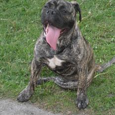 Olde english bulldogge Levi