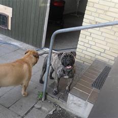 Olde english bulldogge Levi