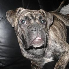 Olde english bulldogge Levi