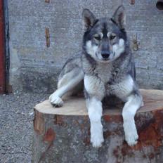 Siberian husky Cita