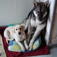 Siberian husky Cita
