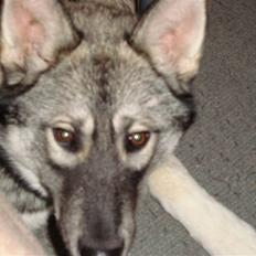 Siberian husky Cita