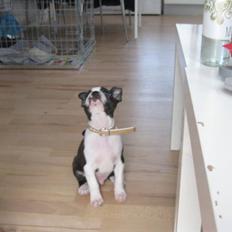 Boston terrier Unik