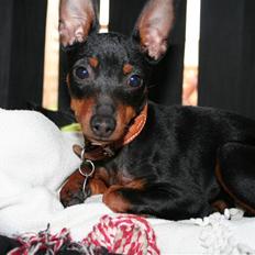 Dvaergpinscher Rødkildes Flora