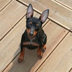 Dvaergpinscher Rødkildes Flora