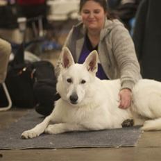 Hvid schæfer Egeborgs White Enzo