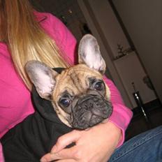 Fransk bulldog Prins John