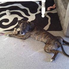 Amerikansk staffordshire terrier Brutus