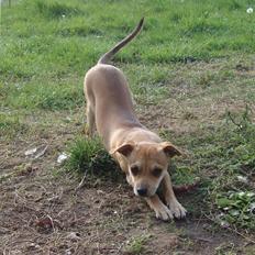 Dvaergpinscher Bambam