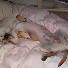 Dvaergpinscher Bambam