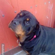 Rottweiler Fighter