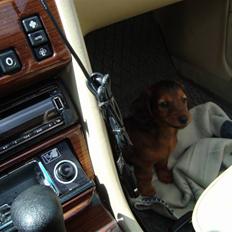 Dværggravhund Sweet Unico´s Hugo Boss