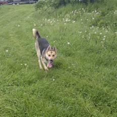 Blanding af racer Laika