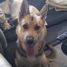 Blanding af racer Laika