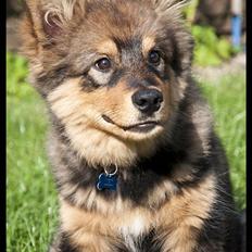 Finsk lapphund Valde
