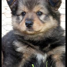 Finsk lapphund Valde