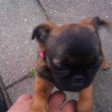 Griffon petit brabancon Mille