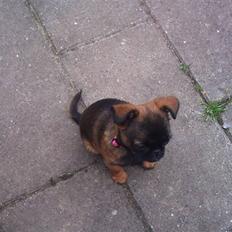 Griffon petit brabancon Mille