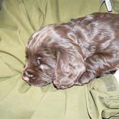 Field Trial Cockerspaniel Maggie