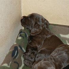 Field Trial Cockerspaniel Maggie