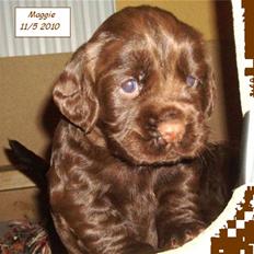 Field Trial Cockerspaniel Maggie