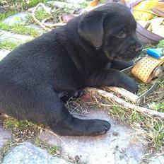 Labrador retriever Charlie