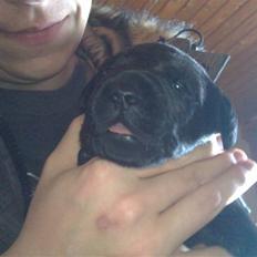 Labrador retriever Charlie