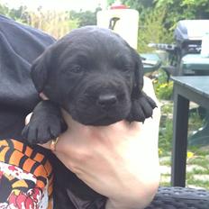 Labrador retriever Charlie