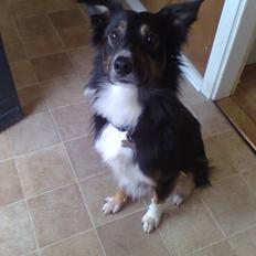 Border collie Rex