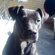 Blanding af racer Eizo