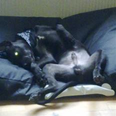 Blanding af racer Eizo