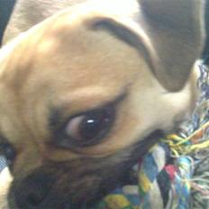 Blanding af racer Gizmo