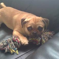 Blanding af racer Gizmo