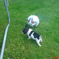 Fransk bulldog Albert