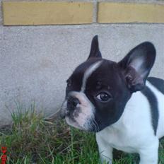 Fransk bulldog Albert