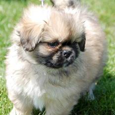 Tibetansk spaniel Chulo's Ransi 