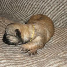 Tibetansk spaniel Chulo's Ransi 