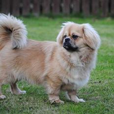 Tibetansk spaniel Chulo's Rdorje