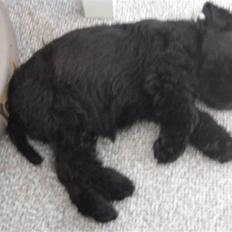 Dvaergschnauzer Cucurrucucu, Carlos