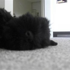 Dvaergschnauzer Cucurrucucu, Carlos