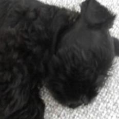 Dvaergschnauzer Cucurrucucu, Carlos