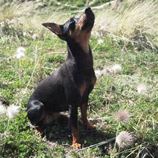 Dvaergpinscher Liva