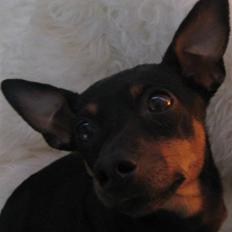 Dvaergpinscher Liva