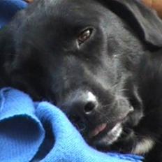 Blanding af racer Jessie