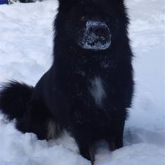 Islandsk fårehund Aslan