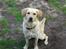 Blanding af racer Gizmo (Golden/labrador)