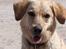Blanding af racer Gizmo (Golden/labrador)